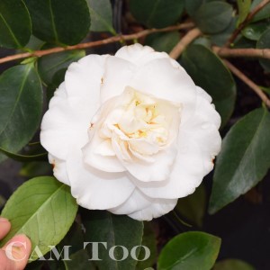 Victory White Camellia, Camellia japonica 'Victory White'